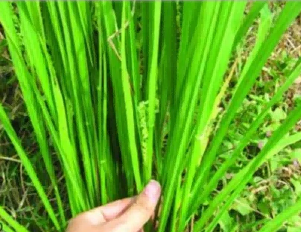 the symptoms of glyphosate poisoning1 the symptoms of glyphosate poisoning1