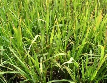 the symptoms of glyphosate poisoning3 the symptoms of glyphosate poisoning3