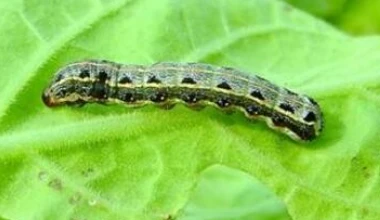 tobacco pests tobacco pests