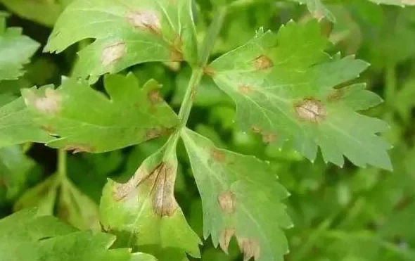 cercospora leaf spot1