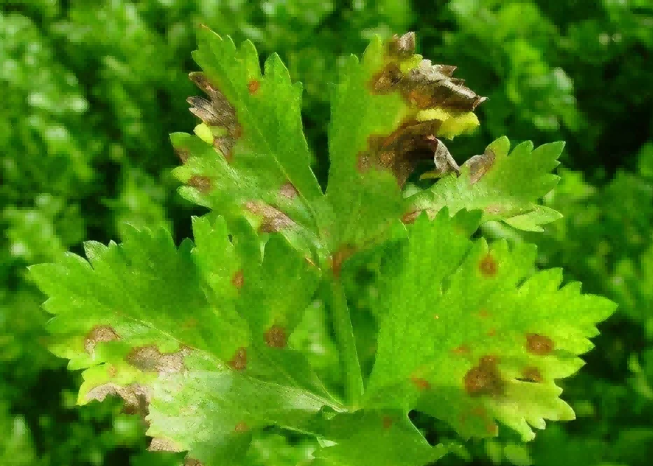 cercospora leaf spot cercospora leaf spot