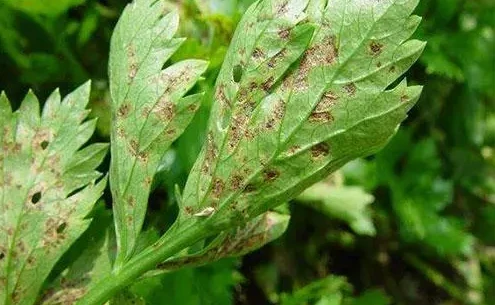 cercospora leaf spot2 cercospora leaf spot2